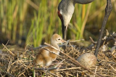 Mother, Egg, Chick 8951