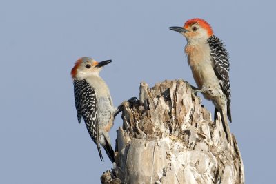 Red-bellied Woodpecker Pair  9025