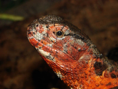 Lizard...Philly Zoo