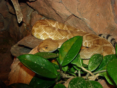 Red Diamond Rattlesnake