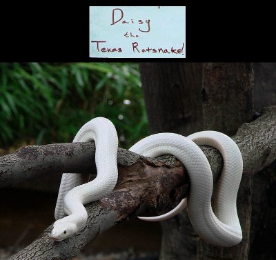 Texas Rat Snake (White)