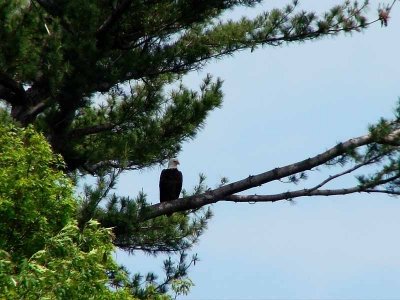 bald eagle