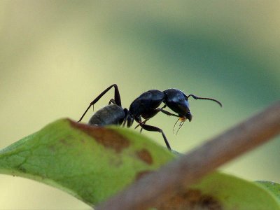 Ant Eating Lunch