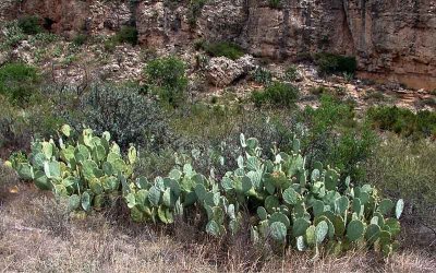 Headin' to Carlsbad Caverns Video