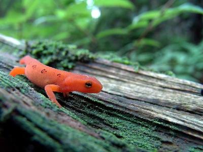 Red Eft  Salt Springs Stste Park