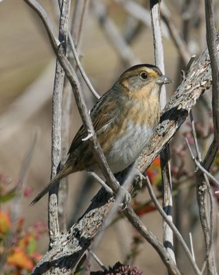 Nelson Sharp-tailed Sparrow