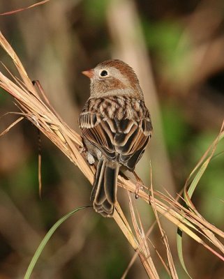 Field Sparrow