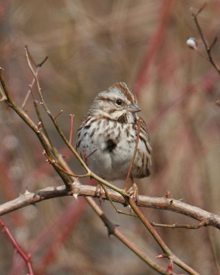 Song Sparrow