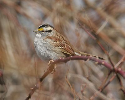 White-throated Sparrow