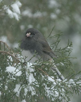 Dark-eyed Junco (Slate-colored)