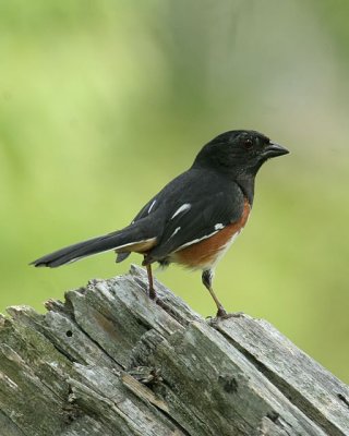 Eastern Towhee