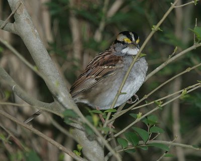 White-throated Sparrow