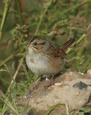 Swamp Sparrow