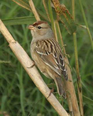 White-crowned Sparrow