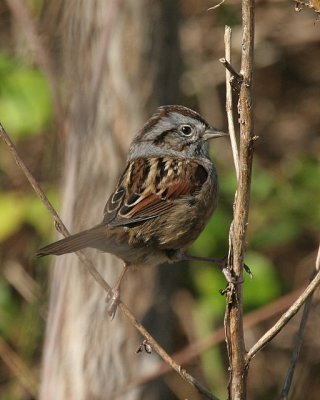 Swamp Sparrow