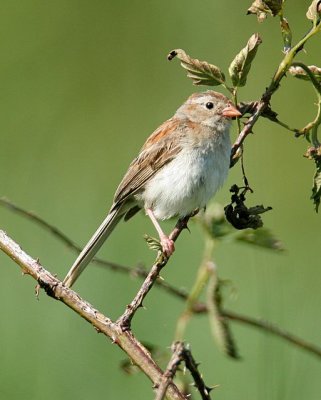 Field Sparrow