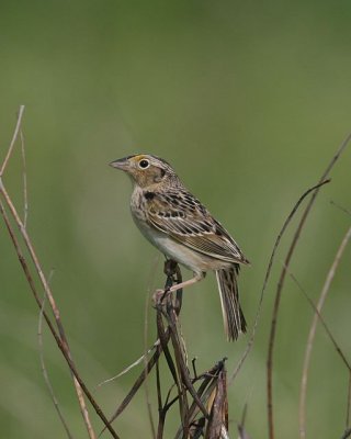 Grasshopper Sparrow