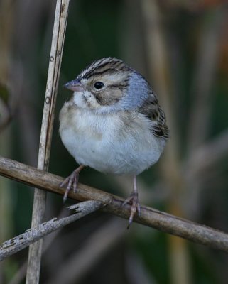 Clay-colored Sparrow