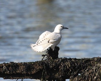 IMG_4437.JPG