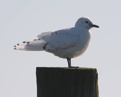 IMG_5347.JPG