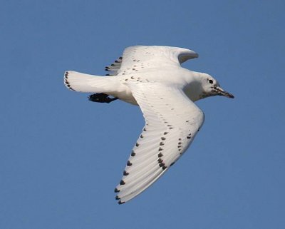 IMG_4642.JPG