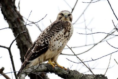 Swainson's Hawk