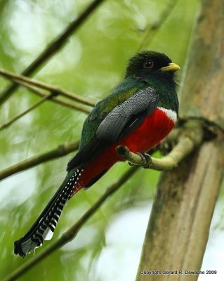 Collared Trogon