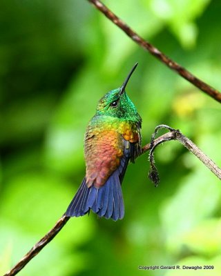 Copper-rumped Hummingbird