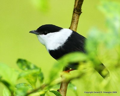 White-bearded Manakin