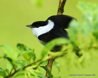 White-bearded Manakin