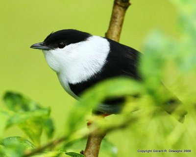White-bearded Manakin