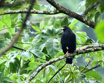 Common Black Hawk