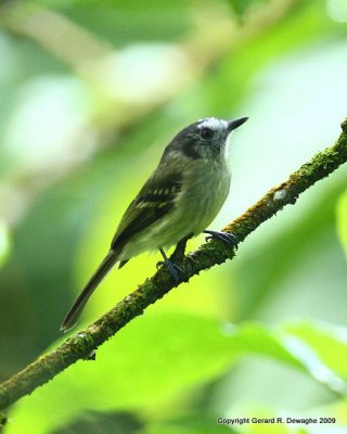 Slaty-capped Flycatcher