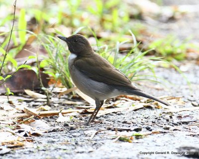 White-necked Thrush