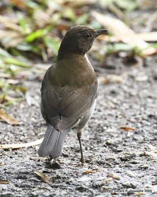 White-necked Thrush