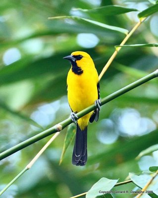 Yellow Oriole