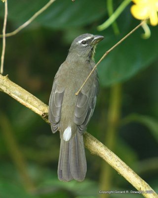 Greyish Saltator