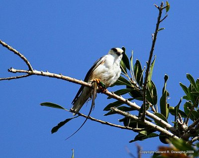 Pearl Kite
