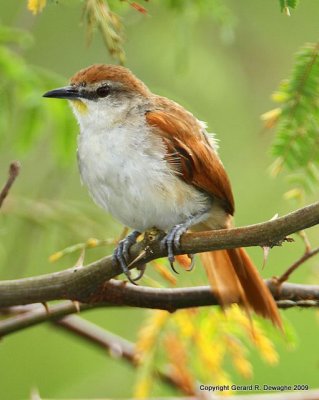 Yellow-chinned Spinetail