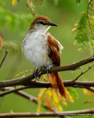 Yellow-chinned Spinetail