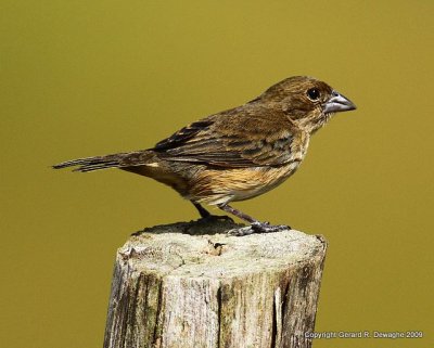 Blue-black Grassquit