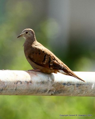 Ruddy Ground Dove
