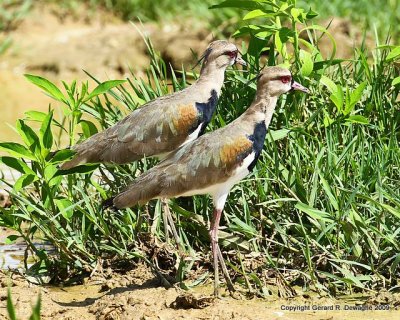 Southern Lapwing