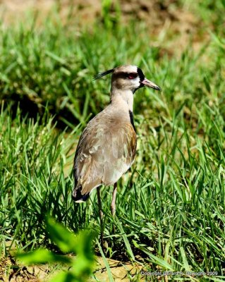 Southern Lapwing