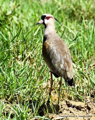 Southern Lapwing