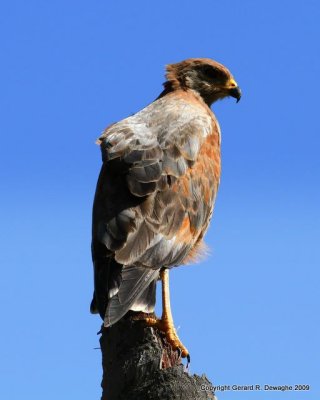 Savanna Hawk
