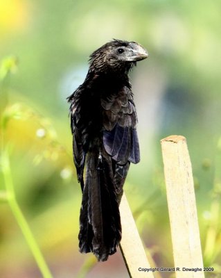 Smooth-billed Ani
