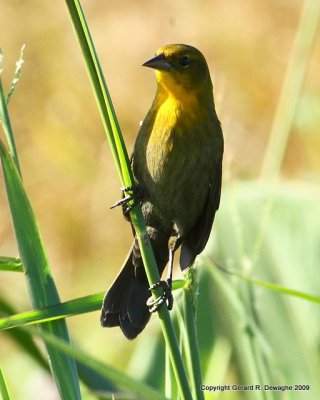 Yellow-hooded Blackbird