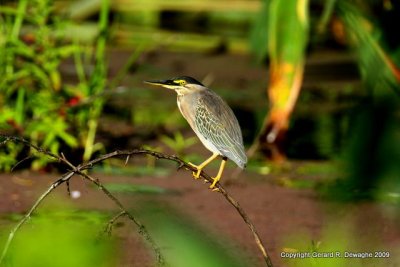 Striated Heron