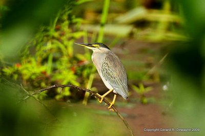 Striated Heron